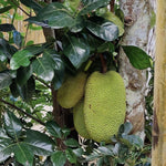 Live Sweet Jackfruit Tree in 2 to 3 Feet Tall, Yellow Jackfruit Plant One Gallon Pot, Well Rooted Jack Fruit Plant Seedling for Planting