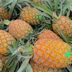 Live Pineapple Gold Plant, 4-8 Inches Tall, Sweet Pineapple Fruit Live Plant, Tropical Tree for Planting Outdoor, No Pot