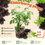 Elderberry Bush Plants Live, Black Elderberry Plant for Outdoor Garden, 5 to 9 Inch Tall Perennial Fruit Plant, No Pot, Cold Hardy, Dormant in Winter