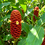 Zingiber Zerumbet Shampoo Ginger Plant Live 4-7'' Tall, Hawaiian Ginger Lily Rhizomes, Pinecone Gingers for Outdoor Garden