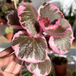 Saxifraga Tricolor Plant Live, Rare Variegated Plant, Coloful Live Indoor Plant, 3.25 Inches Pot