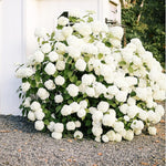 Hydrangea Plant Live Tree Dormant in Winter, Vibrant Color Bloom, 5-11" Well-Rooted Hydrangea Shrub Bush for House Planting Outdoor (White Flower)