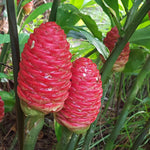 Shampoo Ginger Plant, Awapuhi Ginger Rhizome, 3–5 Inches Tall, Well Rooted, No Pot, Ready for Outdoor Planting