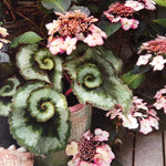 Begonia Plant Live, Colorful Begonia Plants 4-8 Inches, Decorative Houseplant for Indoor Outdoor Gardens and Containers (Silver Foliage)