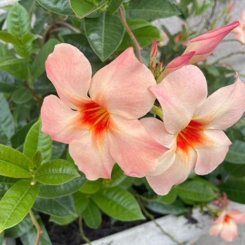2 Peach Mandevilla Plants Live 4–7" Tall, Live Mandevilla Flowering Tropical Vines for Patio, Containers and Backyard Landscaping