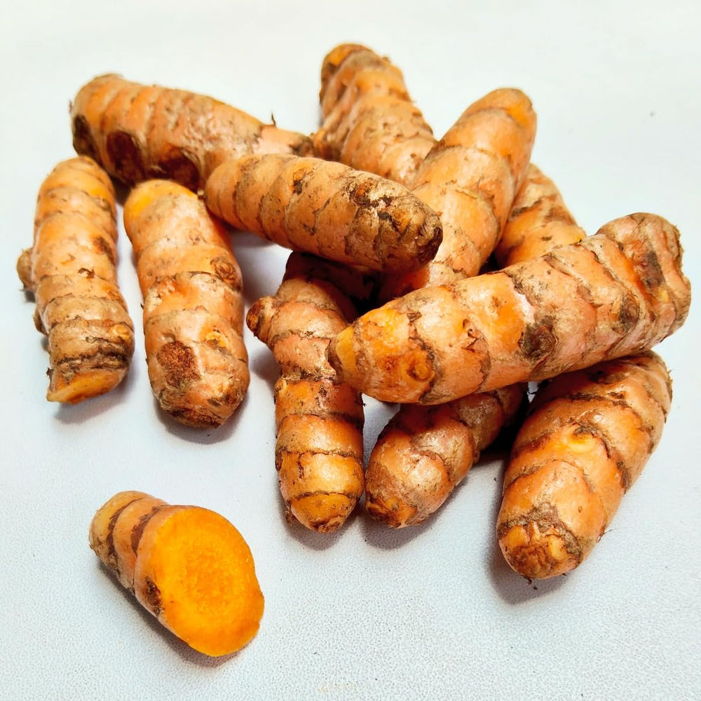 20 Turmeric Roots for Planting, TPP Size Turmeric Plants Rhizomes for Planting, Fresh and High Yielding, Hardy Perennial Herb for Year-Round Planting