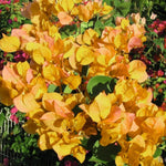 3 Bougainvillea Vine Plants, Bougainvillea Plants Live for Outdoor Landscaping and Containers, 4-7 Inch Tall Well-Rooted, No Pot (Gold Bougainvillea)