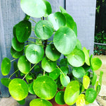 Set 6 Pilea Peperomioides Plants Live, Live Pilea Peperomioides Plants, 3 to 5 Inc Long, Money Plants Live, Money Plants Pot, Pilea Peperomioides Live Plant