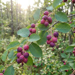 Serviceberry Plant Live, Service Berry Bush, 1-2 Ft Tall