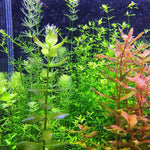 300 Aquarium Water Grass Seeds - Water Grass Ground Covering Seeds Plants for Landscaping and Aquarium Decoration