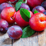 Red Plum Fruit Tree Live Plant, Home Orchard Tree, 3-4 Ft Tall