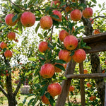 Honey Crisp Apple Tree Live Plant 6-10" Tall