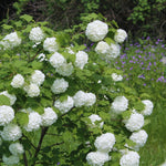 Set 4 Japanese Snowball Viburnum Bush Plants Live Bare Roots, Hardy Viburnum Snowball Plant Live Bush, 12-20 Inches Tall, No Leaves