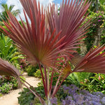 Palm Tree Plant, Live Tropical Palm Tree, Fully Rooted in 3 Gallon Pot, Ready for Outdoor Planting (Rare Red Palm)