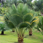 Palm Tree Live Plant, Fully Rooted in 3 Gallon Pot, Rare Tropical Plant Live for Indoor or Outdoor Growing, Giant