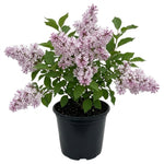 Lavender Lilac Tree, Compact Fragrant Flowering Lilac Shrub for Garden and Landscape, Lilacs in Quart Pot