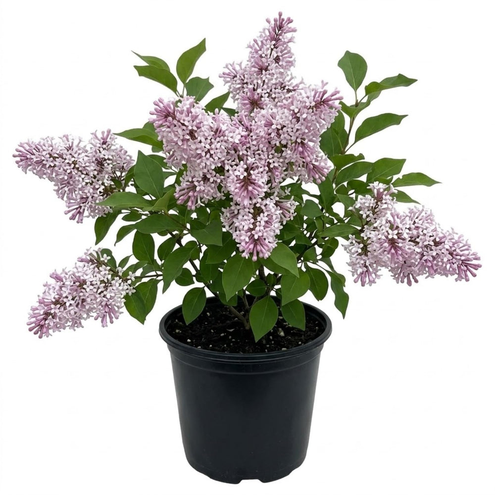 Lavender Lilac Tree, Compact Fragrant Flowering Lilac Shrub for Garden and Landscape, Lilacs in Quart Pot