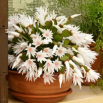 Easter Cactus Plants Live, Vibrant Color, Size 5-9" in Tall, No Pot, Spring Bloom Housplant Indoor Outdoor Succulent Cacti (White)