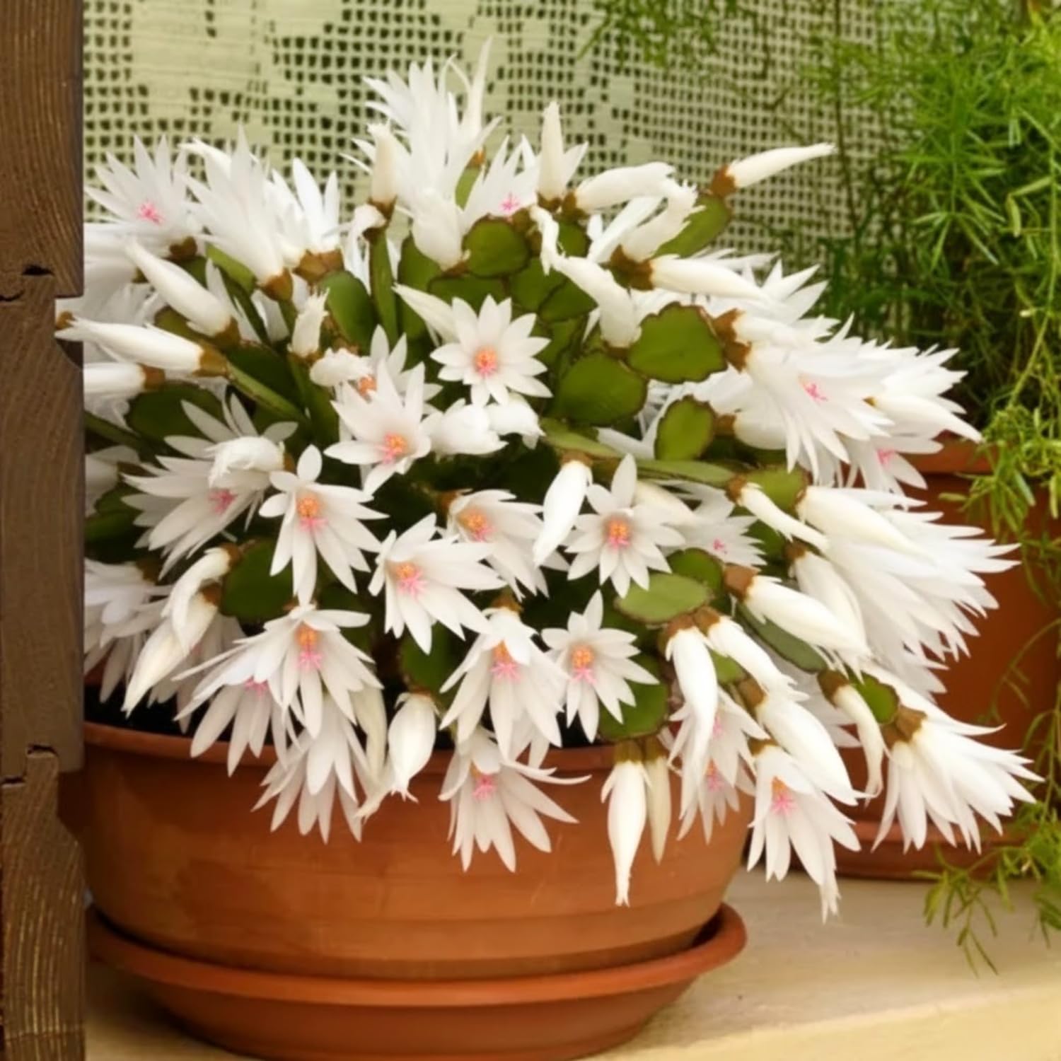 Easter Cactus Plants Live, Vibrant Color, Size 5-9" in Tall, No Pot, Spring Bloom Housplant Indoor Outdoor Succulent Cacti (White)