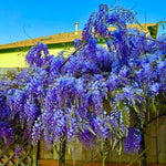 Wisteria Live Plant in 2.5" Pot, 6-12 Inch Tall Fragrant Wisteria Vine for Garden Trellis and Containers, Indoor Outdoor (Blue Wisteria)