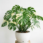 Set 2 Monstera Constellation Plants Live, Live Variegated Monstera Houseplants, Monstera Plant from 5 Inc Tall