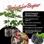 2 BlackBerry Plants Live for Planting, 4 to 8 Inch Height, BlackBerry Bush Live Plant, Sweet Blackberries Fruit Seedlings (Arapaho BlackBerry)