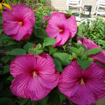 Hibiscus Tree Live Plants for Outdoor Planting, Vibrant Blooms, Size 5-9 Inc in Tall, Dormant in Winter, Spring Fast-Growing (Lady Pink-red)