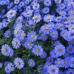 Aster Plants Live for Planting, 3 to 6 Inch Asters Perennial Live Plants, No Pot