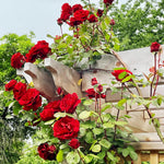 Climbing Roses Live Plants, Red Don Juan Rose Climbing Bushes for Planting, No Pot, Cut Back, Well Rooted, No Leaf for Planting