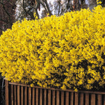 1 Lynwood Gold Forsythia Bush to Grow, in Pot, Yellow Forsythia Plants Live 6 to 13 Inch Tall, Forsythia Shrub for Your Garden