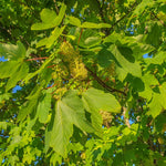 Sycamore Tree Live Plant, Dormant Ornamental Sycamore Plant in Quart Pot, Large Shade Tree 8-10 Inch