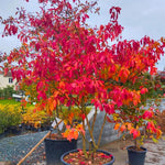 4 Sassafras Trees Live Plants No Pot, No CA, Dormant in Winter, 10 Months Old Tree for Outdoor Planting, Winter Hardy, 6-12"