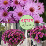 Aster Plants Live, Asters Perennial Live Plants, Vibrant Pink Blooms, 5 to 7 Inches Tall, Ideal for Indoor Outdoor Gardening