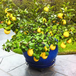 Meyer Lemon Tree Plant Live in 4" Pot, Starter Size 2-4" in Tall, Yellow Lemon Lime Citrus Fragrant for Zones 8-11 Growing