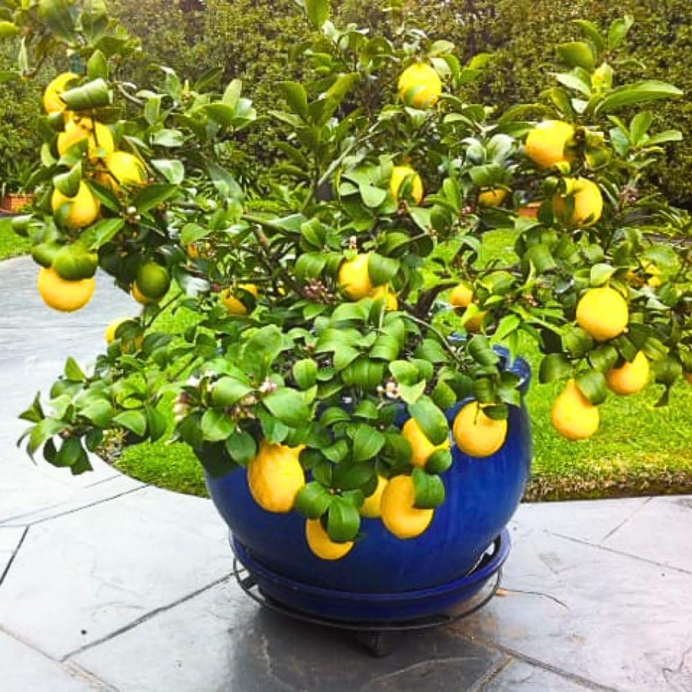 Meyer Lemon Tree Plant Live in 4" Pot, Starter Size 2-4" in Tall, Yellow Lemon Lime Citrus Fragrant for Zones 8-11 Growing