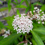 2 White Milkweed Plants, Milkweed Flowering Plants, Live Milkweed Starter Plants 4 to 6 Inches Tall Rooted to Grow Outdoor