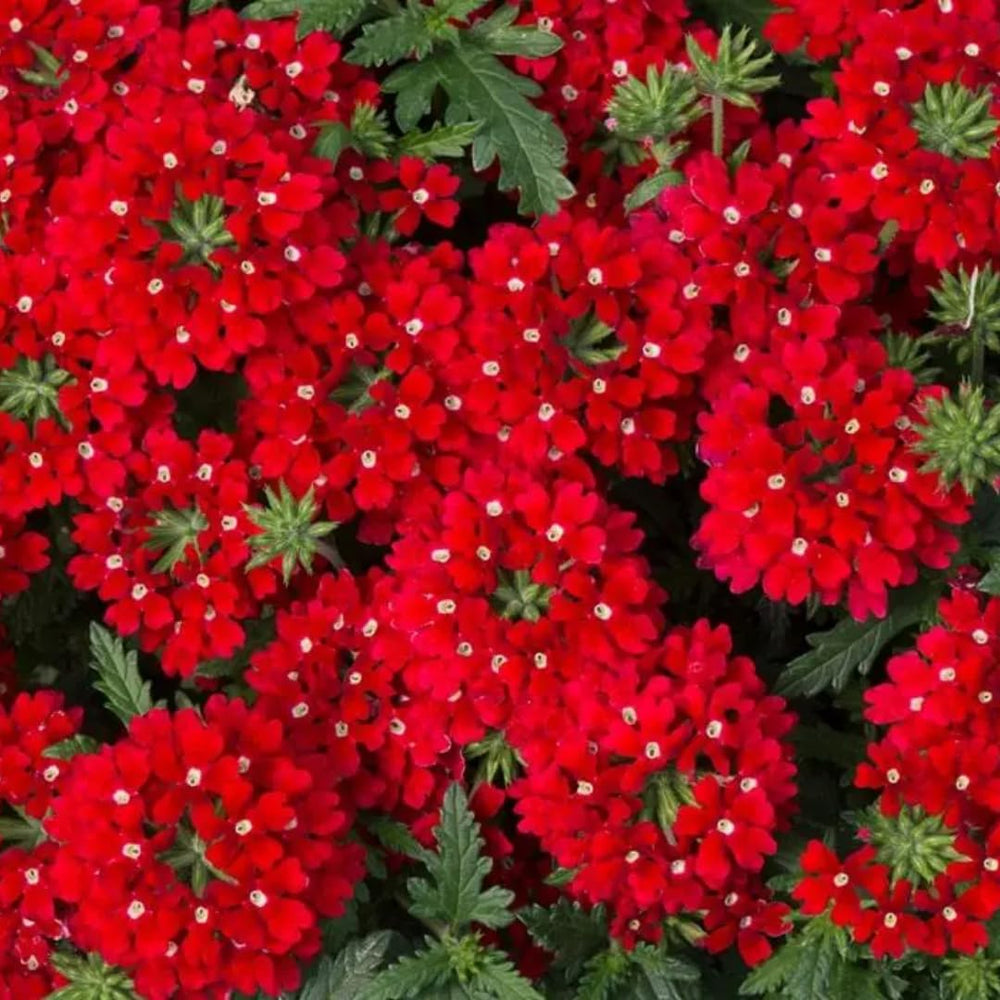 Pack 2 Red Perennial Verbena Plants, Red Verbena Live Plants, Verbena Flower Trailing Plants Live for Planting, Red Verbena Plants in Zones 7 to 11