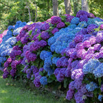 Hydrangea Plant Live Tree, Deep Purple Blue to Pink Color Bloom, 5-10" Well-Rooted Hydrangea Shrub Bush for House Planting Outdoor, Dormant