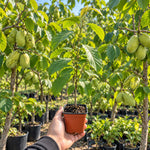 2 Pawpaw Live Plants, Paw Fruit Tree, 6-12 Inch Tall, Quart Pot