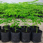 Live Moringa Tree Plant, Moringa Oleifera Plants, 6-10 Inch Tall in 4 Inch Pot, 2 Plants Per Pot for Planting