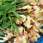 4 Ginger Plants Live, 4 to 6 Inches in Height, Live Ginger Plants, Ginger Live Plants for Garden, Ginger Well Rooted, Ready to Plant