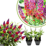 2 Butterfly Bush Live Plants, Mix Buddleia Shrubs, 5–9 Inch Tall, Fragrant Flowering Shrubs, No Pot