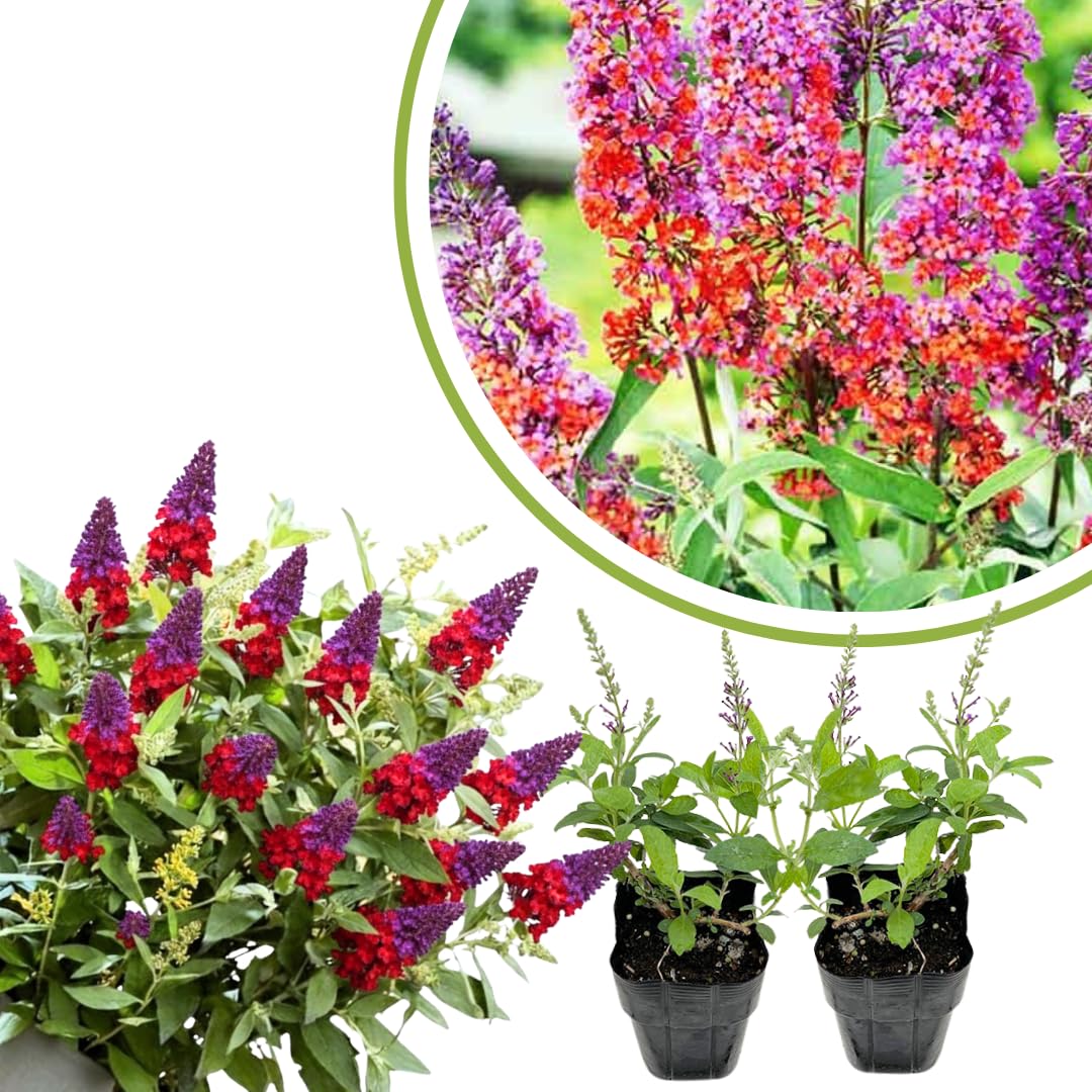 2 Butterfly Bush Live Plants, Mix Buddleia Shrubs, 5–9 Inch Tall, Fragrant Flowering Shrubs, No Pot