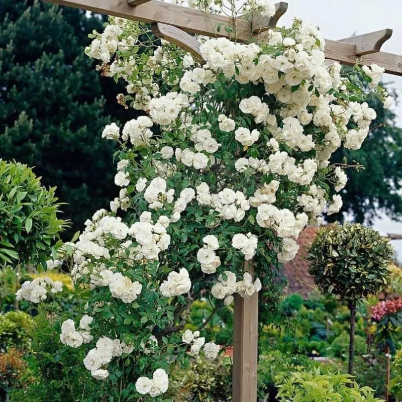 Climbing Rose Live Plant Well Rooted, No Leaf, Ready to Plant Indoor Outdoor, Climber Rose Bush, Hybrid Tea Rose Like, Very Fragrant, Long Bloomer (White)