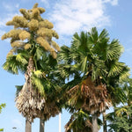 Palm Tree Live Plant, Fully Rooted in 3 Gallon Pot, Rare Tropical Plant Live for Indoor or Outdoor Growing, Huge Green Leaves