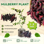 Mulberry Tree Live Plant 5 to 8 Inc Height, Sweet Mulberry Bush Live Plant, Mulberry Plant Live (Pakistan Mulberry)