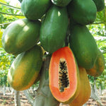 Sweet Papaya Tree Live Plant, Tropical Fruit Papaya Plant, Well Rooted 5-10 Inches Tall in 4 Inch Pot