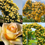 Pack 2 Mix Climbing Rose Live Plants Bushes Fragrant Well Rooted - No Leaf - Cut Back for Summer Planting (Assorted of Yellow, Pink, Red or White)