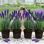 Pack 4 Creek Live Lavender Plants for Outside, Blue Purple Lavender Plants No Pot, 5-7" Tall Gardening Indoor Outdoor Spring Planting