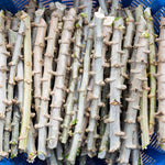 Yuca Live Plant Grown from Cuttings, Potted Yuca Cassava Sweet Manihot 6-9 Inches Tall Sticks, Yucca Manihot Live Plant in Pot for Planting, No CA